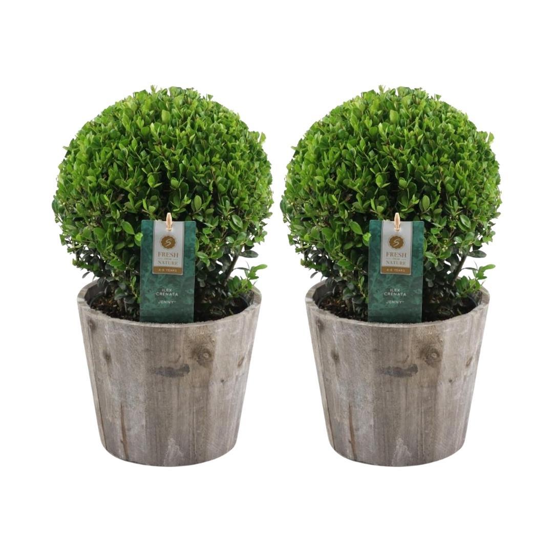 2x Ilex crenata 'Jenny' bol in houten pot | set van 2 stuks | 20 cm Ø diameter - Pflanzfix24