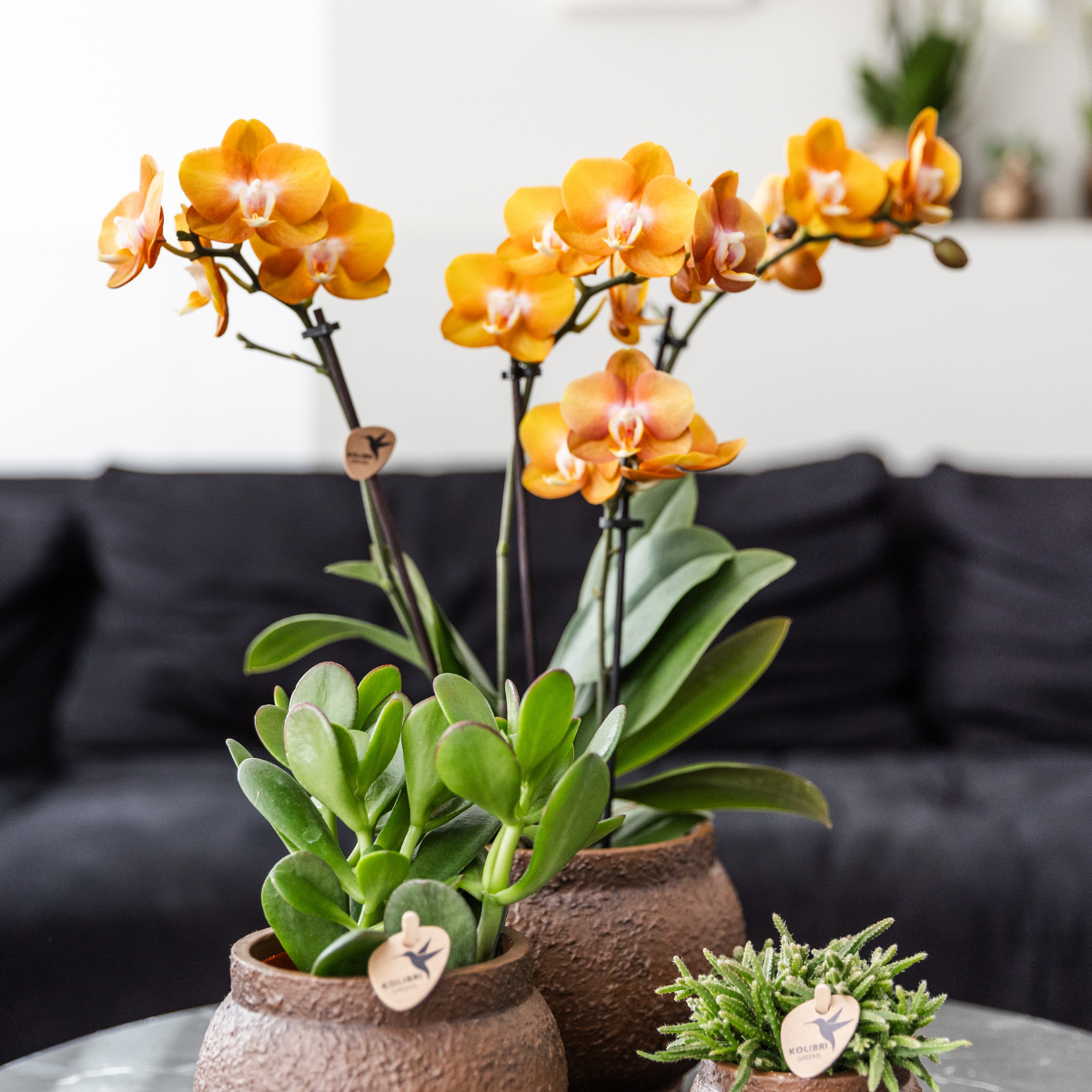 2x Orchidee Orange Ø12cm – Phalaenopsis „Las Vegas“ | Pflanzfix24.de - Pflanzfix24.de