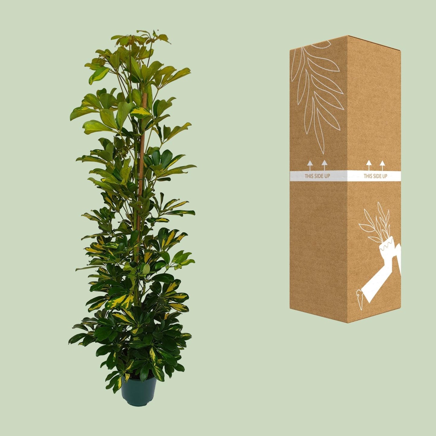 Schefflera Arboricola Gerda - Ø20cm - ↕90cm - Pflanzfix24