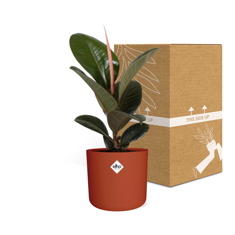 Ficus Elastica ‘Robusta’ in ELHO b.for soft rond 14cm brique - Pflanzfix24
