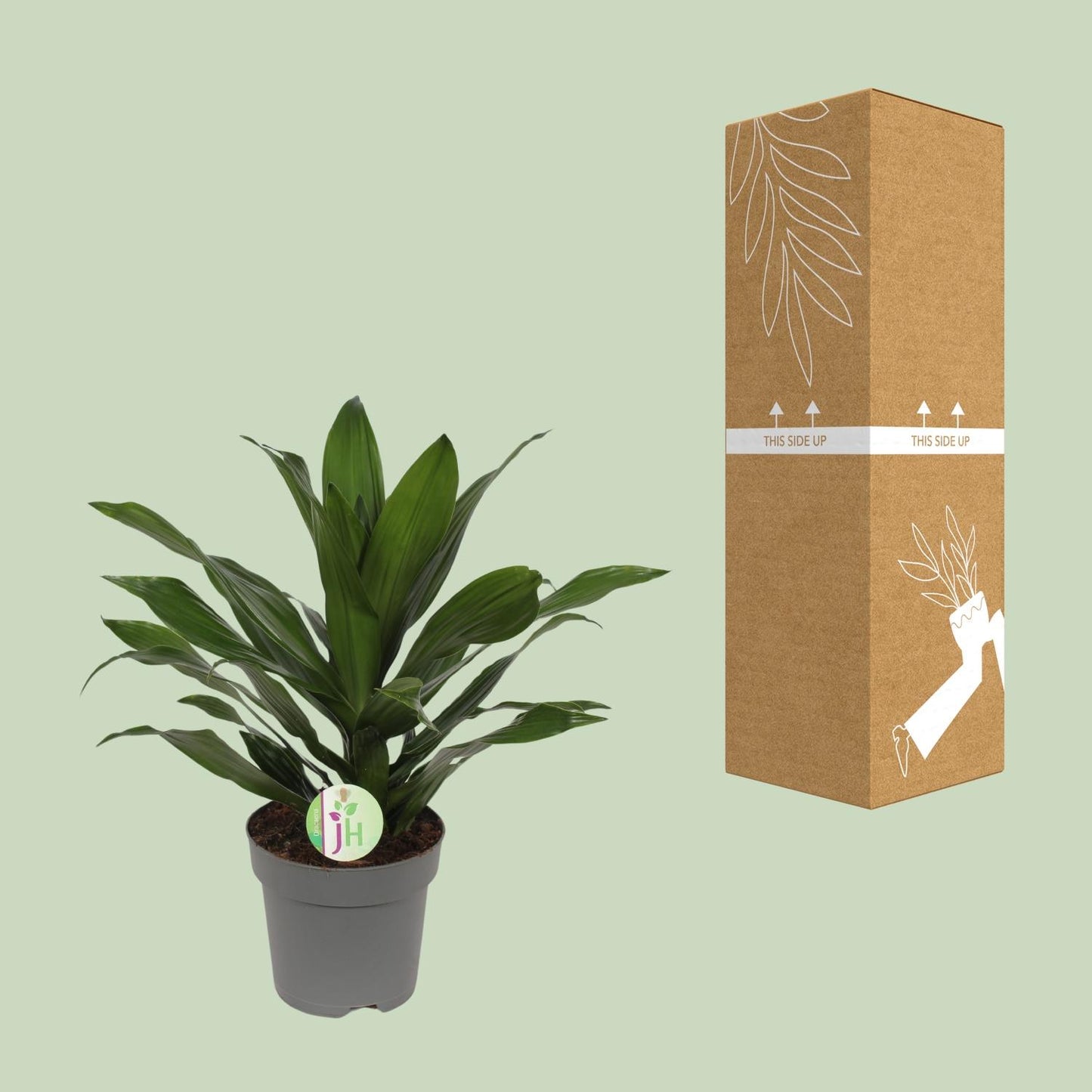 Dracaena Fragrans Grune - Ø17cm - ↕40cm - Pflanzfix24