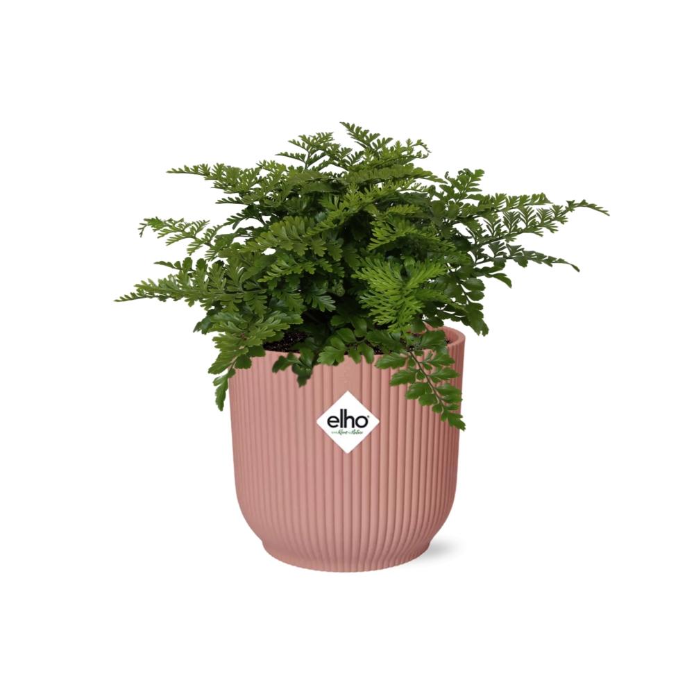 Asplenium Parvati in ELHO Vibes Fold 14cm – Farnkraut | Pflanzfix24