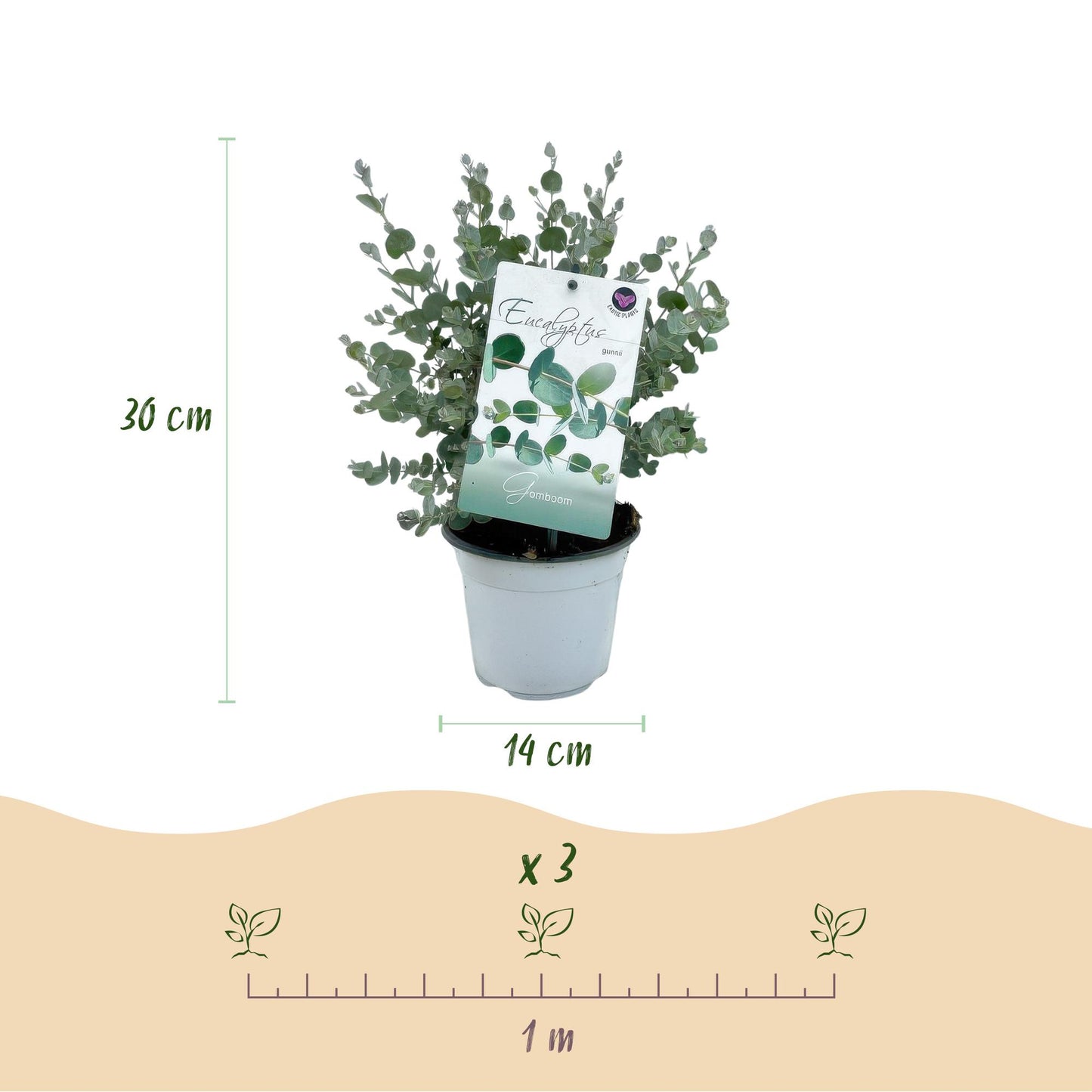 pflanzfix24 - Eukalyptusbaum - Eucalyptus gunnii - Grau - 2 Pflanzen - Winterhart