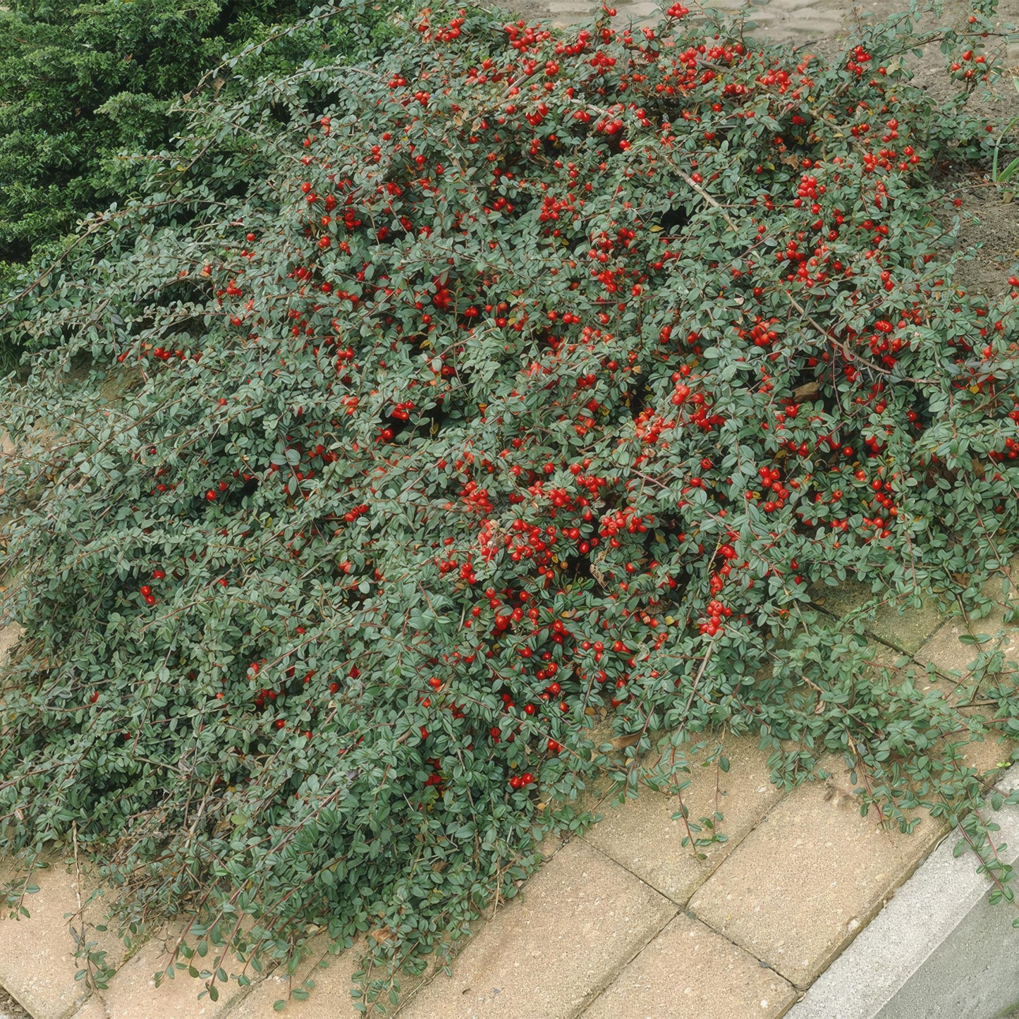 20x Cotoneaster dammeri 'Major' | Pflanzfix24.de - Pflanzfix24.de