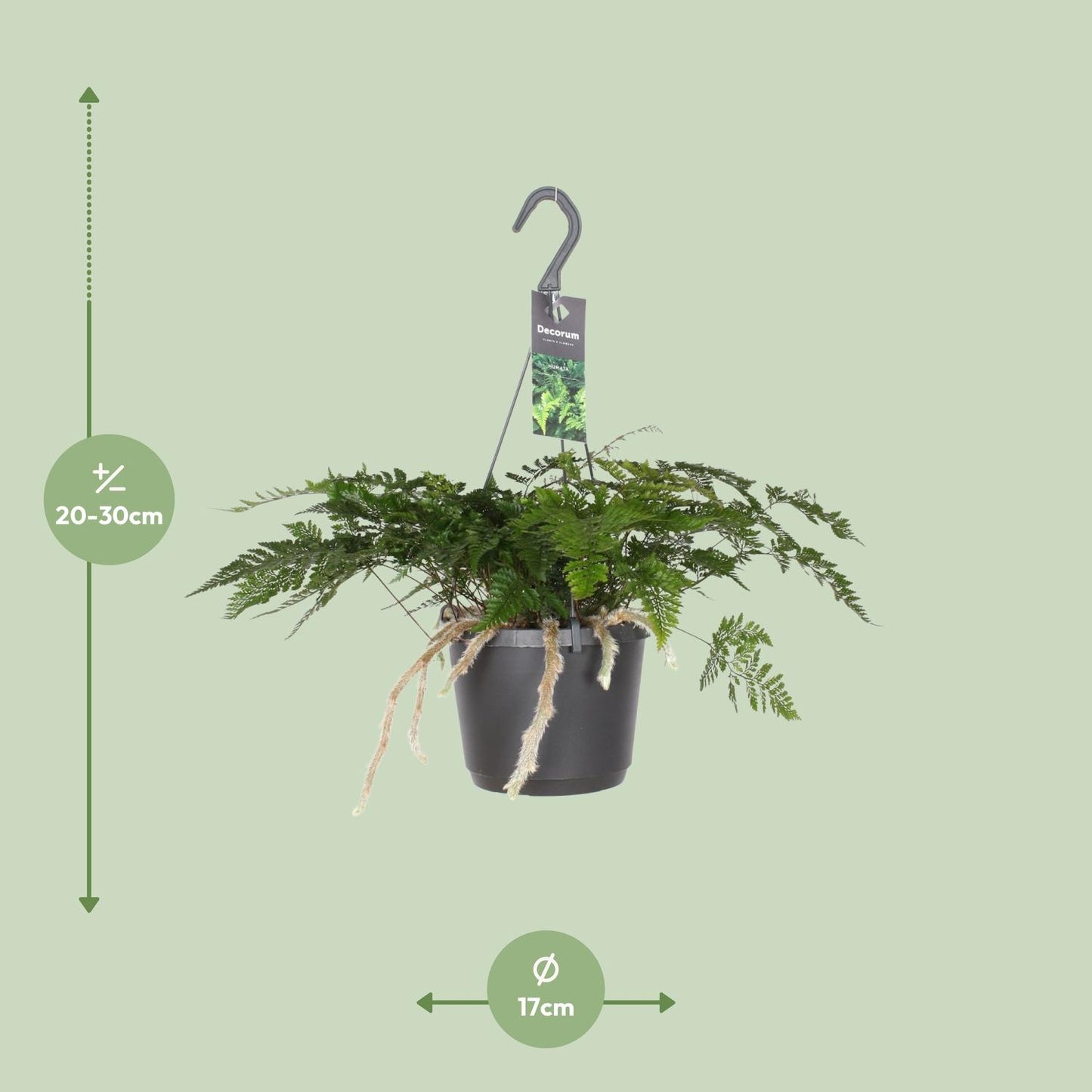 Davallia Bullata - Hasenfußfarn - 17cm Topf - Pflanzfix24.de - Pflanzfix24.de