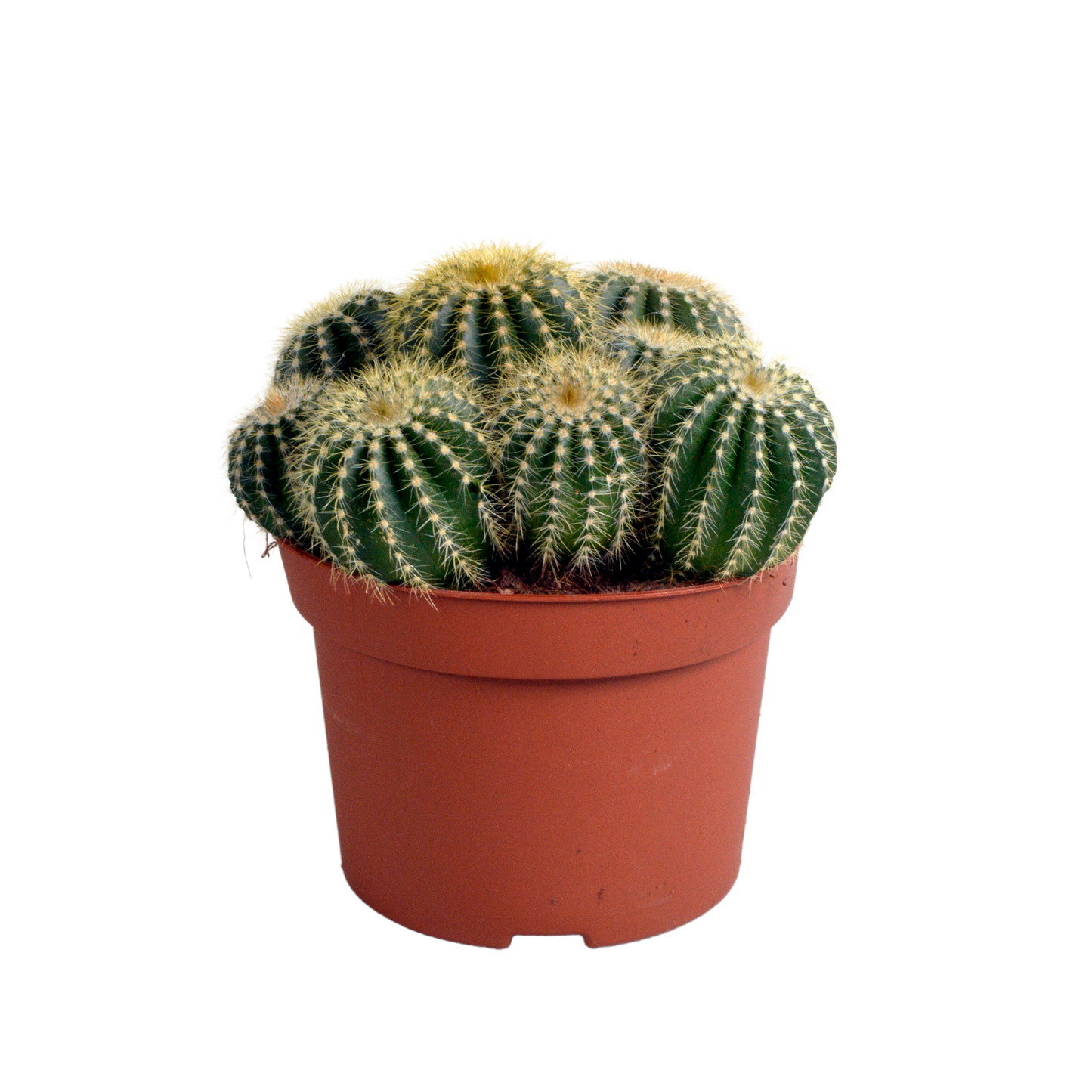 Eriocactus warasii 12cm - Pflanzfix24.de - Pflanzfix24.de