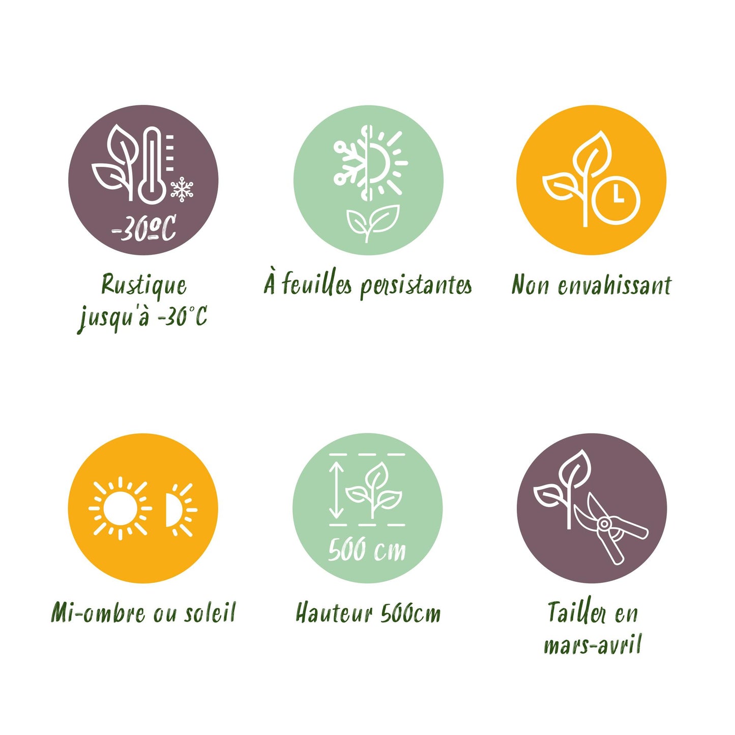 GreenboutiQ - Thuja occidentalis Smaragd Heckenpflanze - 8 Pflanzen - Pflanzfix24.de - Pflanzfix24.de