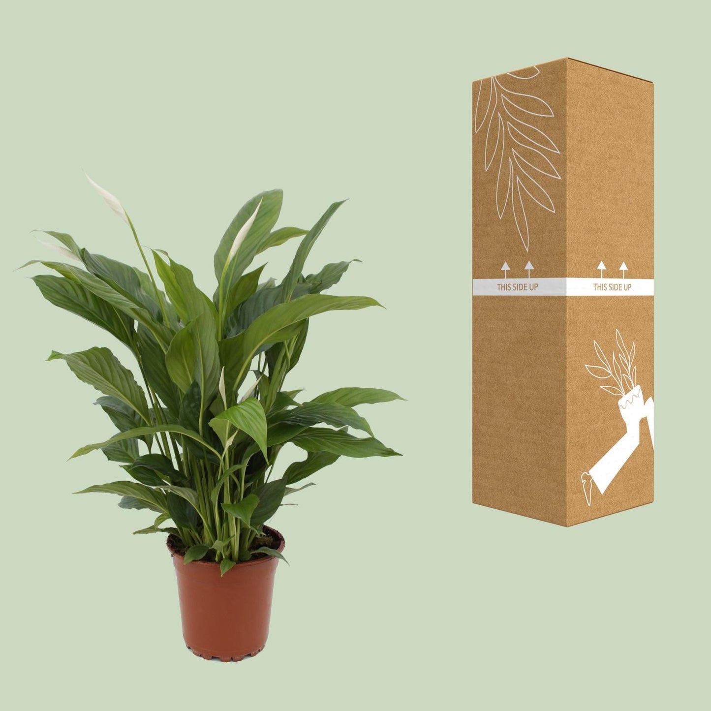 Spathiphyllum Torelli Ø17cm – elegante Friedenslilie | pflanzfix24.de - Pflanzfix24.de