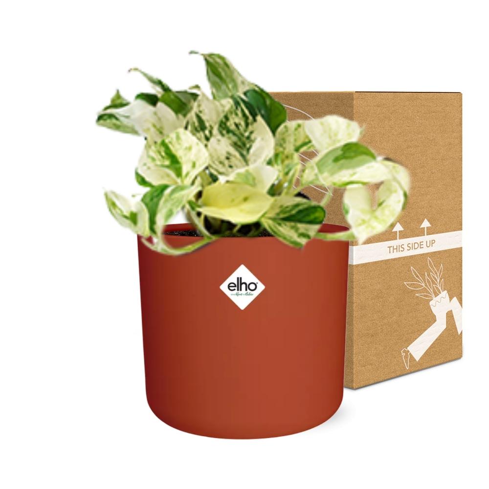 Epipremnum Pinnatum Happy Leaf in ELHO b.for soft rond 14cm brique - Pflanzfix24