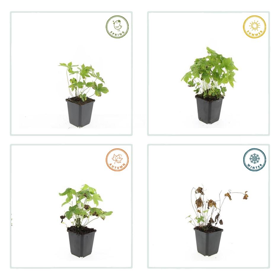 12x Geranium nodosum - ↕10-25cm - Ø9cm - Pflanzfix24