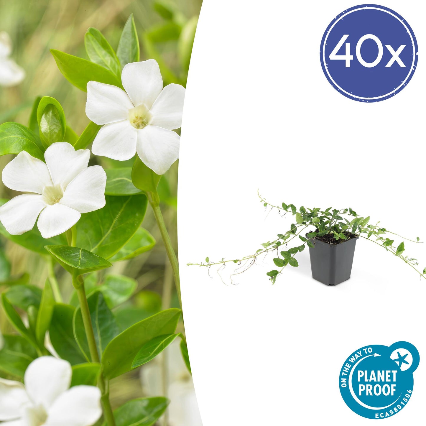 40x Vinca minor 'Alba' - Bodendecker - Pflanzfix24.de - Pflanzfix24.de