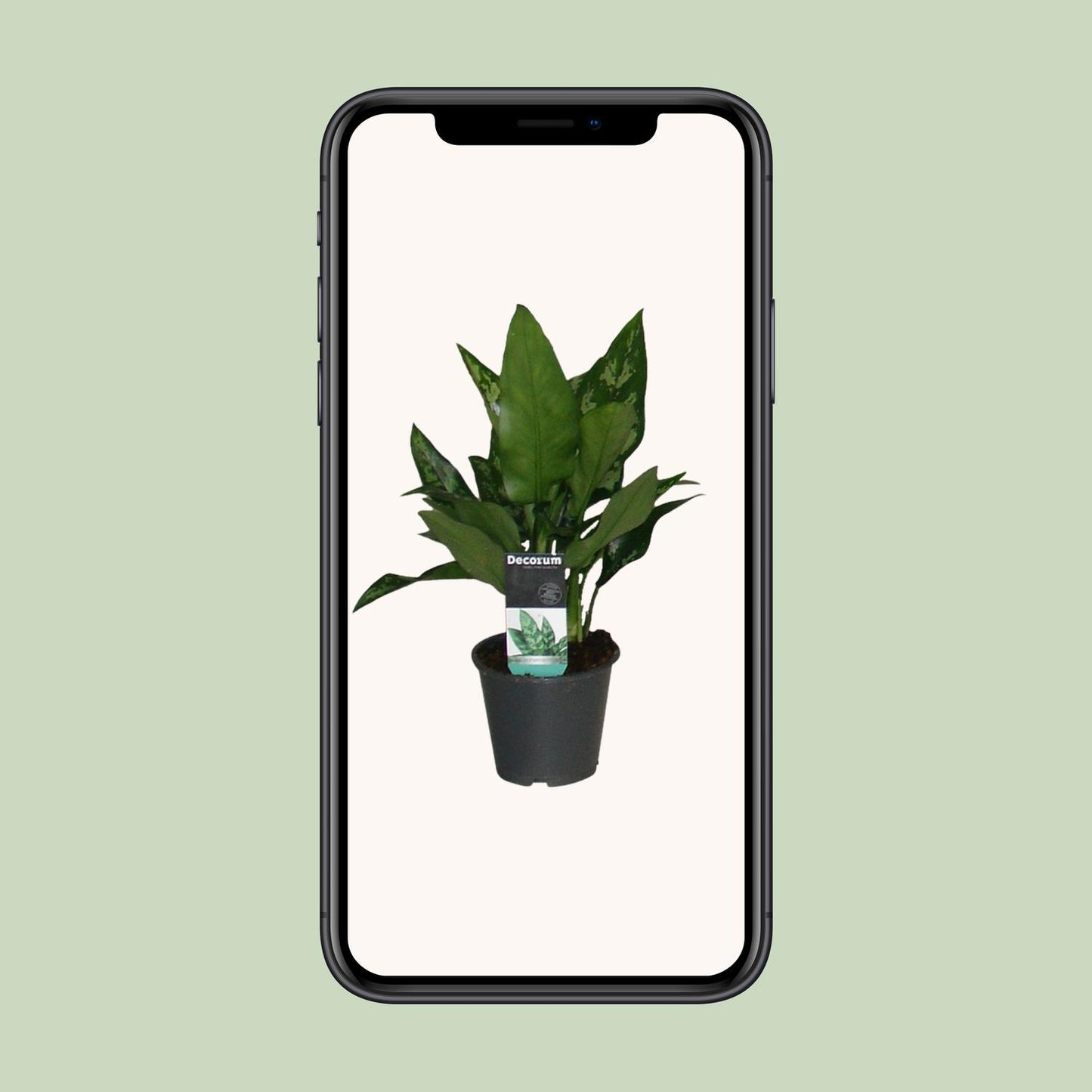 Aglaonema Maria - Ø12cm - ↕50cm - Pflanzfix24