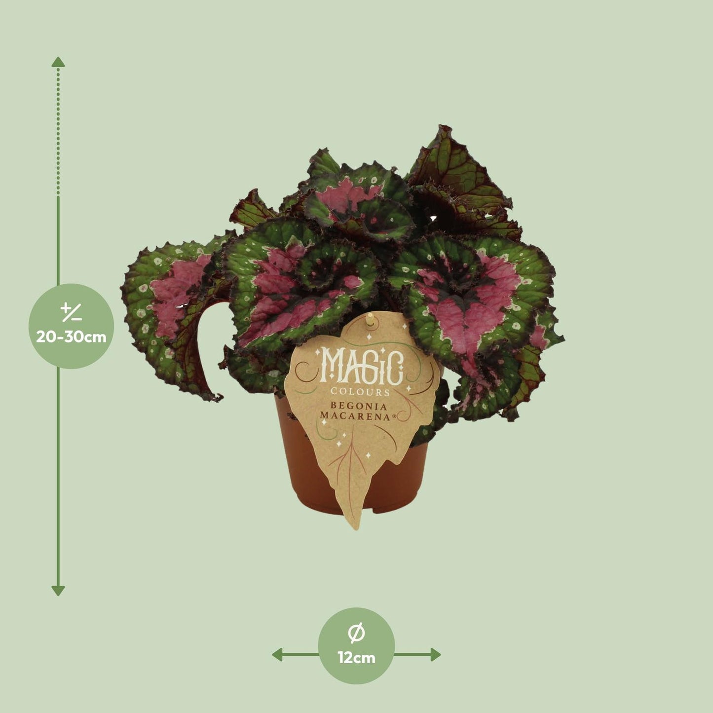 Begonia Rex Macarena - Ø12 ↕25 von Pflanzfix24
