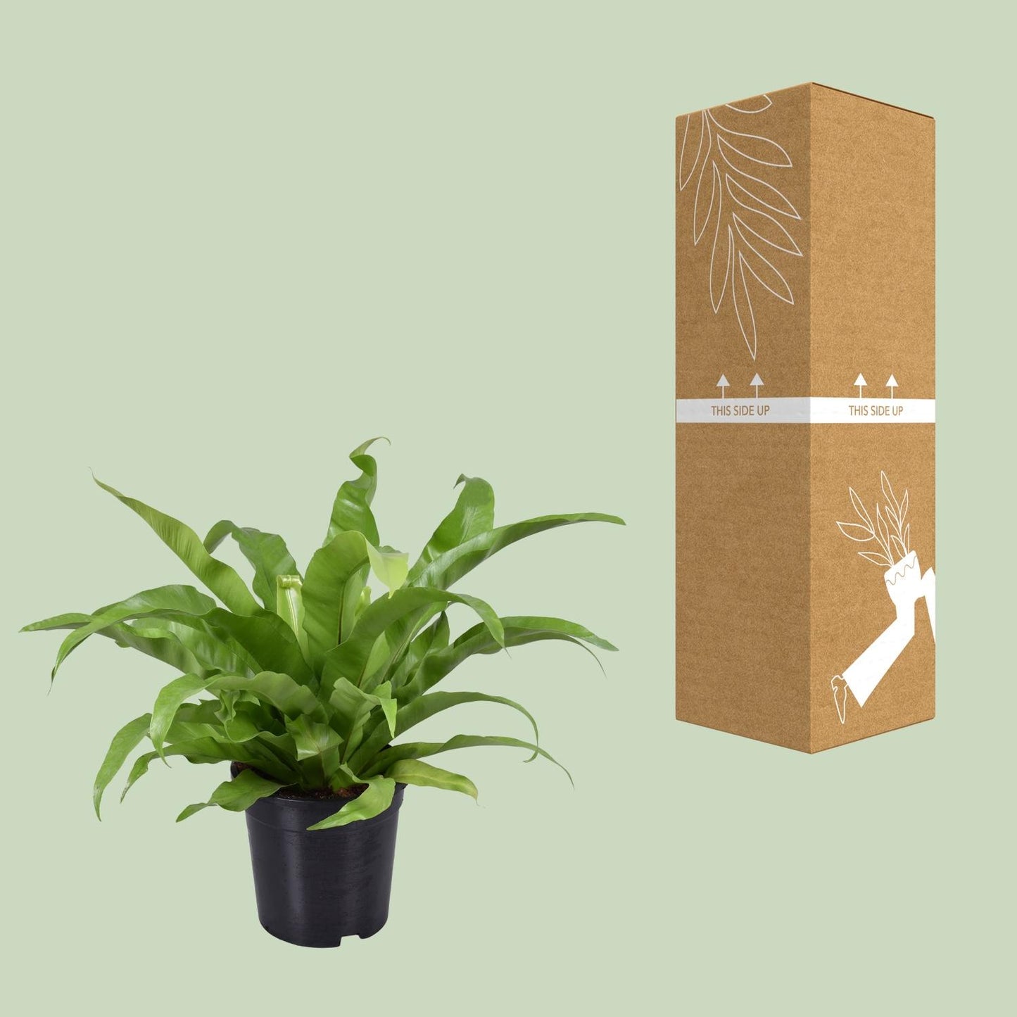 Asplenium Antiquum - Ø17cm - ↕45cm von Pflanzfix24.de - Pflanzfix24.de