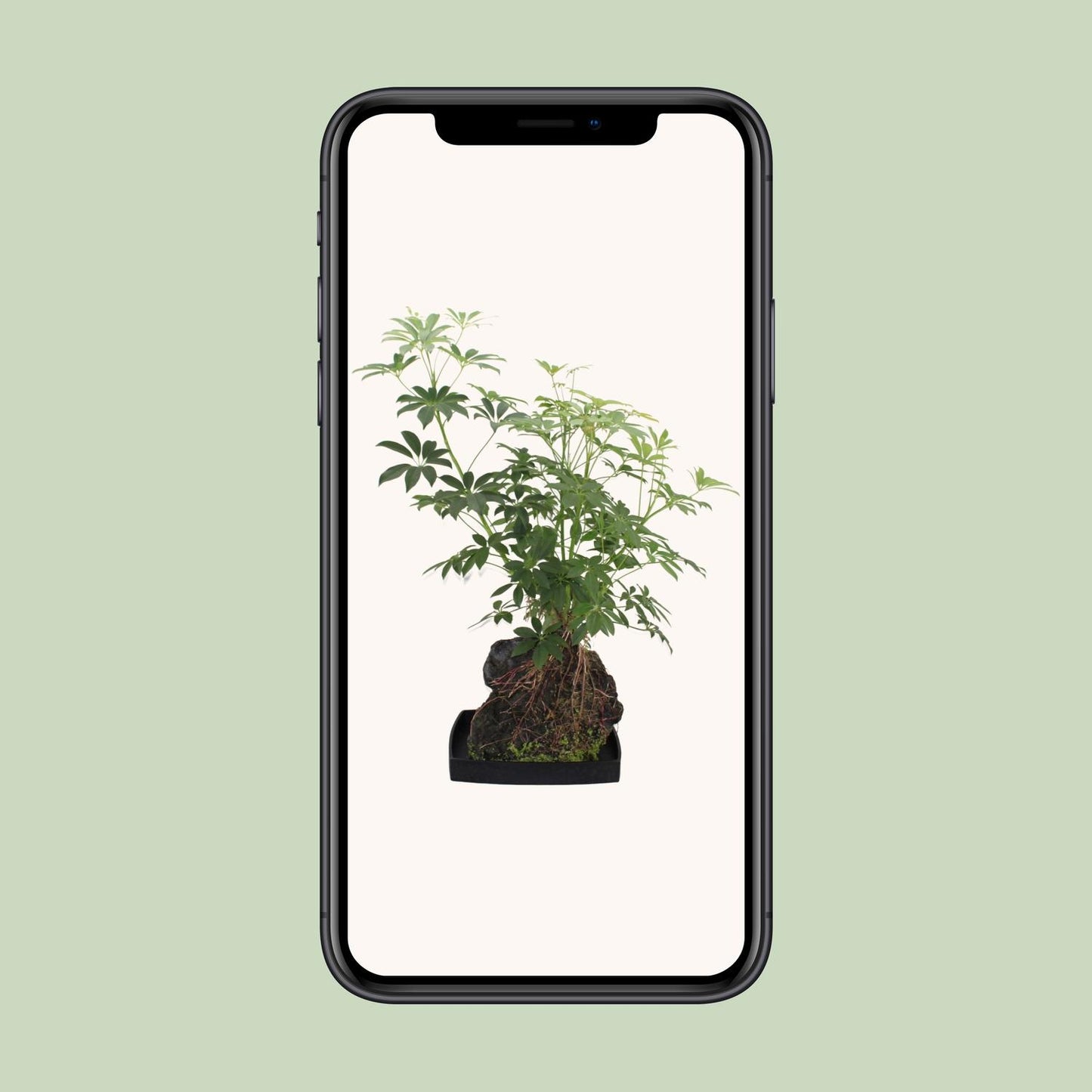 Schefflera Arboricola - Ø40cm - ↕80cm - Pflanzfix24