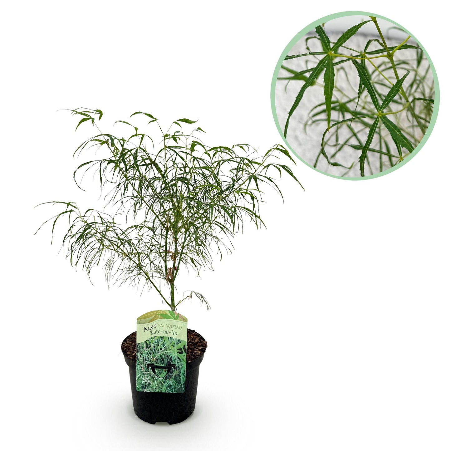 Japanischer Ahorn Acer palmatum Koto-no-ito - 1 Pflanze - Grün - Topf 19cm - Pflanzfix24.de - Pflanzfix24.de