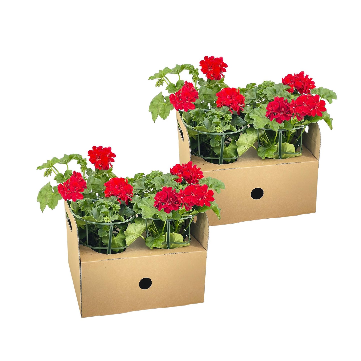 8x Pelargonium peltatum Rot Ø12 cm - ↕20 cm - Pflanzfix24