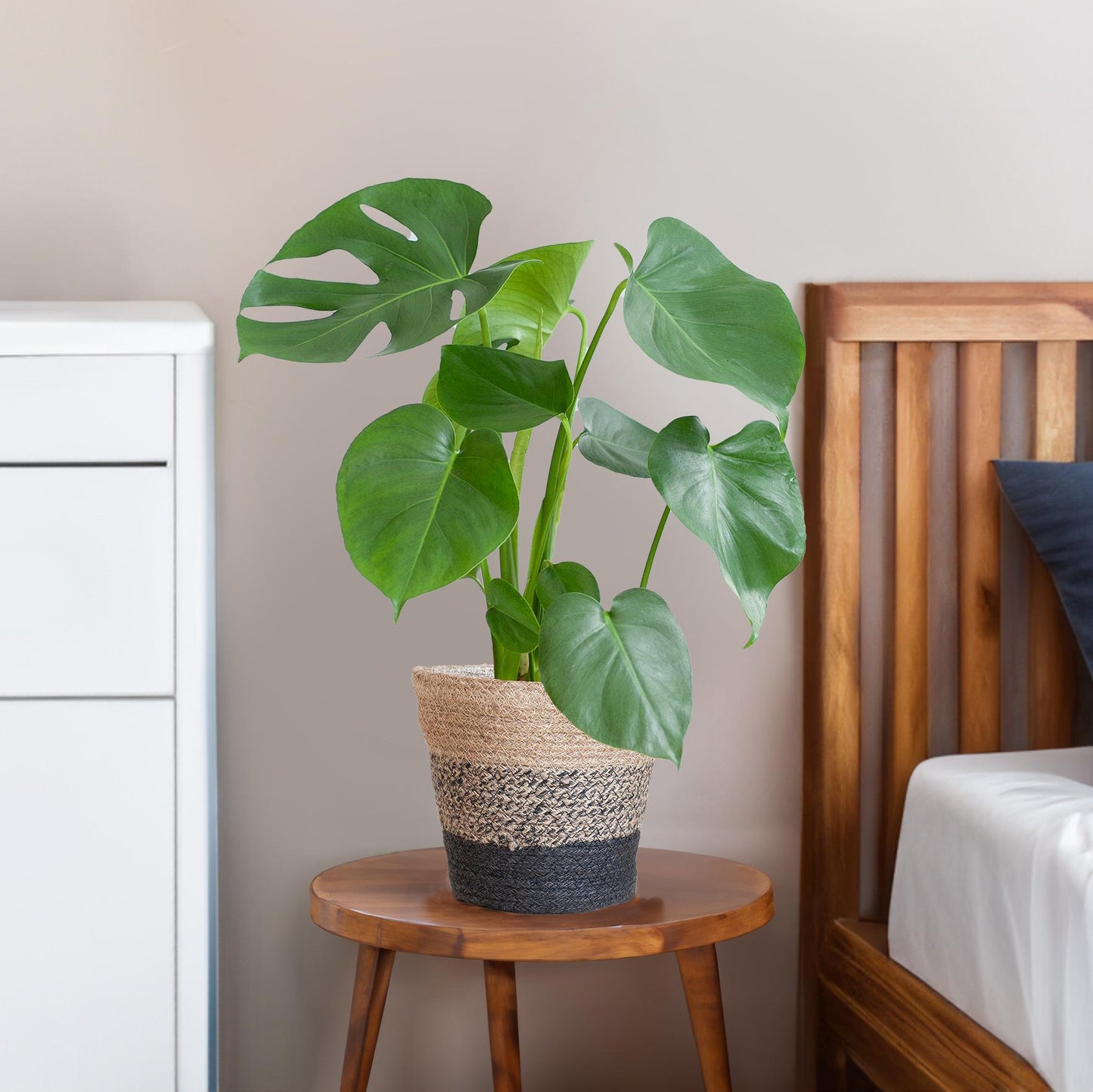 Monstera Deliciosa mit Lissabon-Schwarzkorb - 50cm - Ø17 - Pflanzfix24