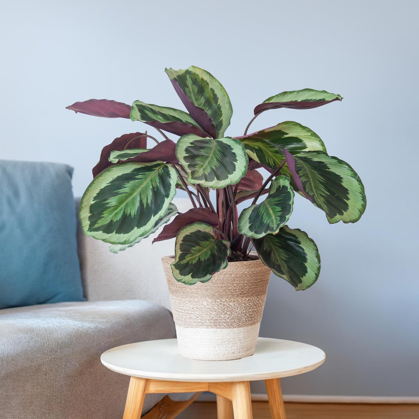 Calathea Medaillon mit weißem Lissabon-Korb - Pflanzfix24.de - Pflanzfix24.de