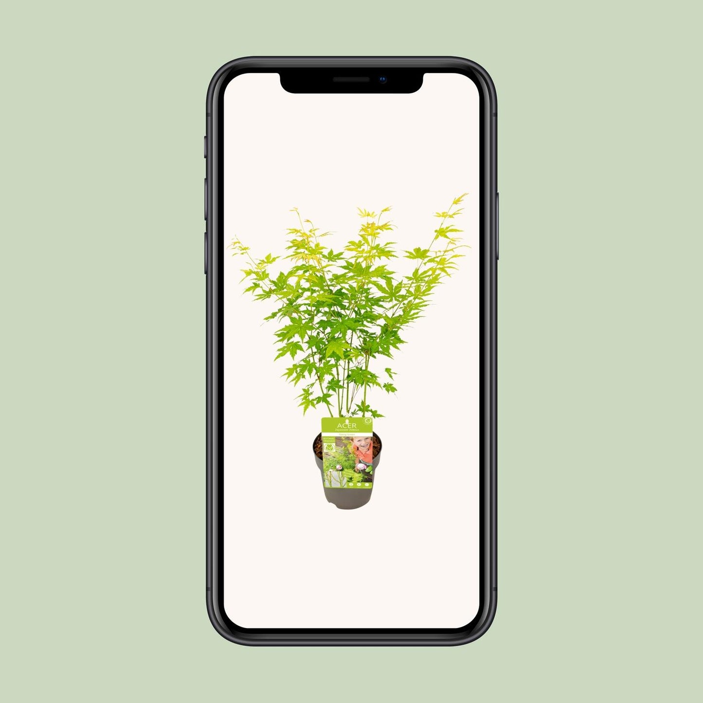 Acer palmatum Going Green - Ø15cm - ↕30cm - Pflanzfix24.de - Pflanzfix24.de