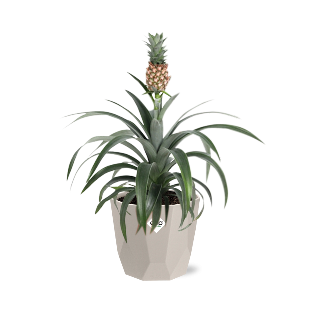 Ananas Mi Amigo in ELHO b.for rock 14 cm warm grey - Pflanzfix24