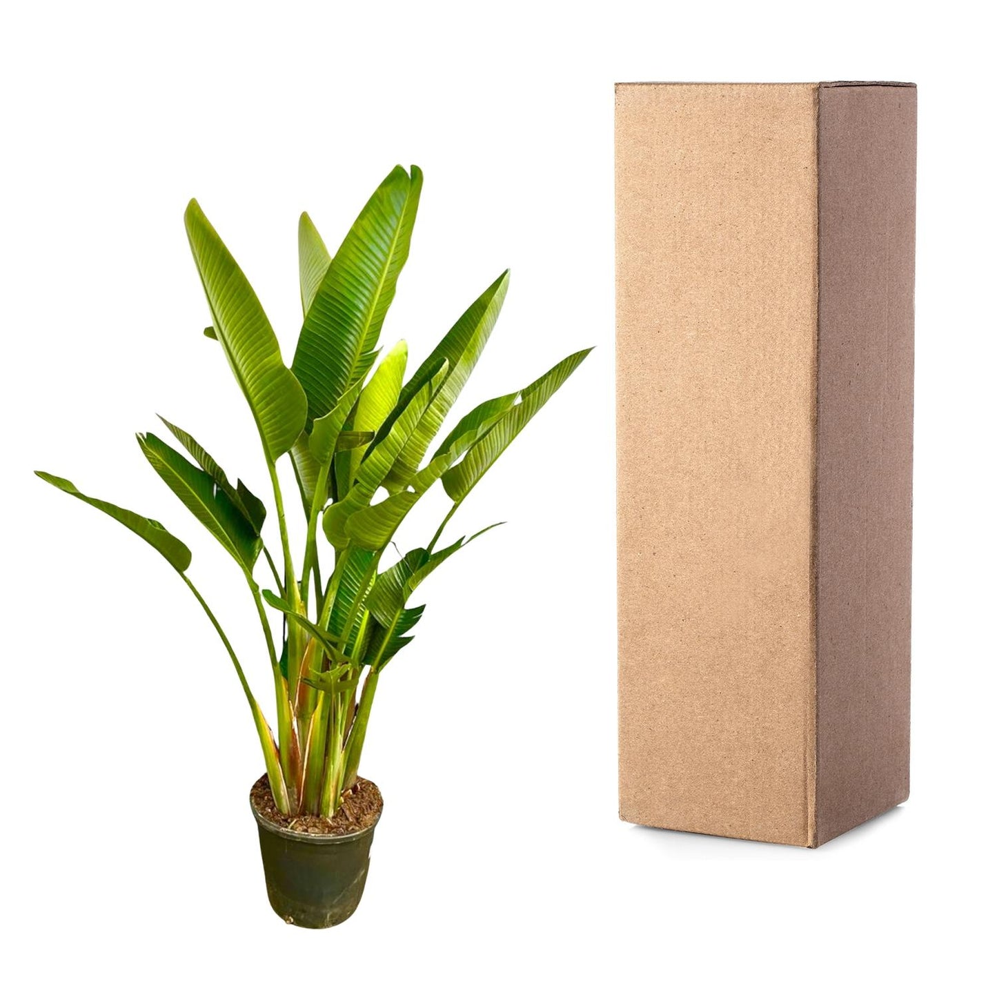 Strelitzia Augusta multi stam XXL 225 cm Ø40 – Weiße Paradiesvogel Pflanze | Pflanzfix24.de - Pflanzfix24.de
