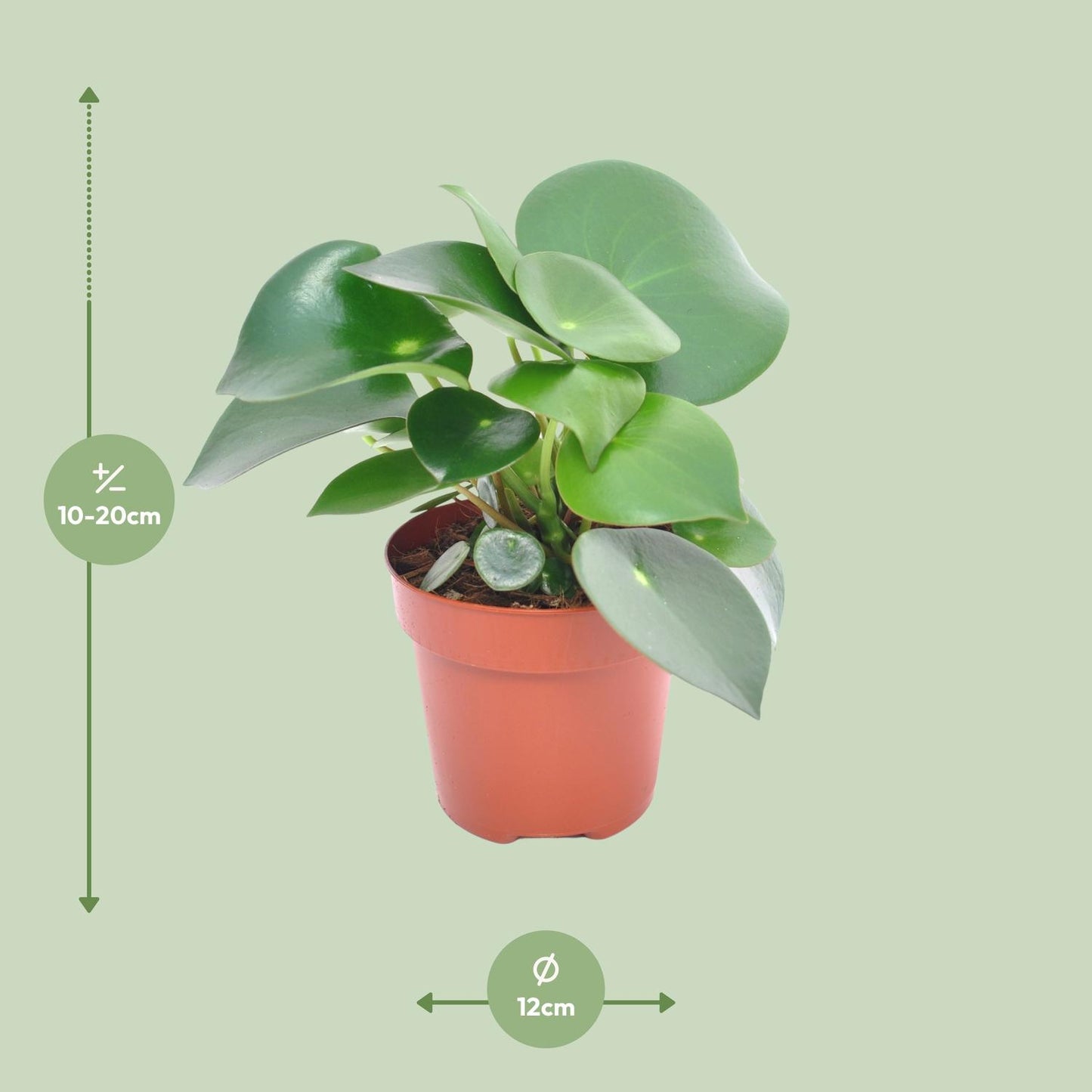 Peperomia Raindrop - Ø12cm - ↕20cm - Pflanzfix24