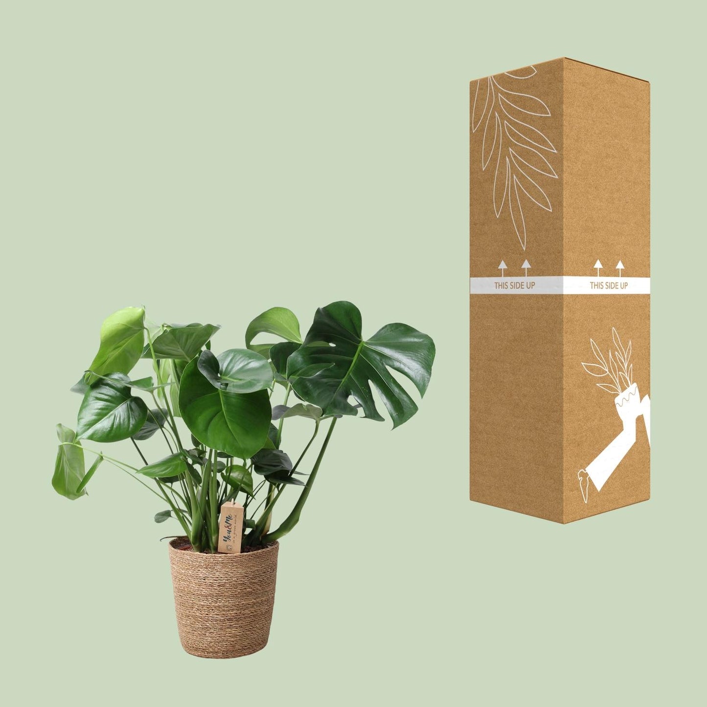 Monstera In Natural Basket - Ø21cm - ↕60cm - Pflanzfix24