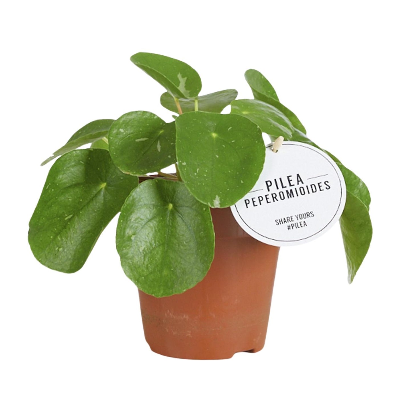 Pilea White Splash - Ø13cm - ↕20cm - Pflanzfix24