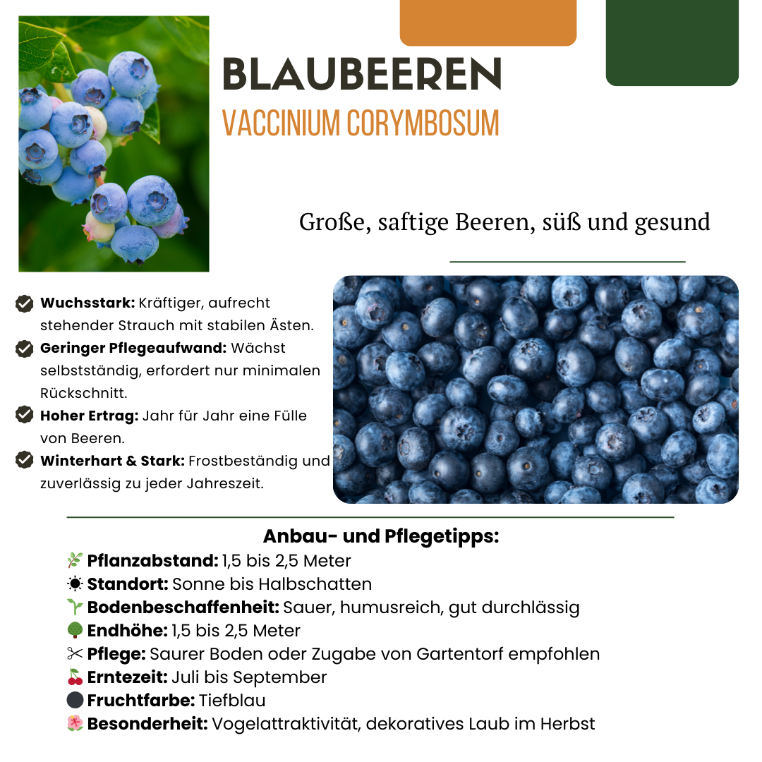 Früchte-Party BIO Beeren-Set – 3 Obstpflanzen | Pflanzfix24.de - Pflanzfix24.de