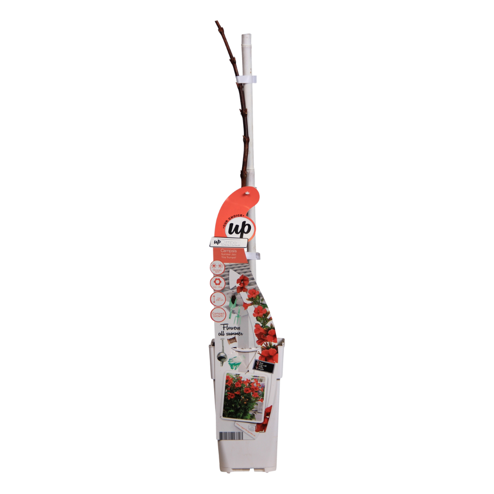 Campsis Summer Jazz Fire Trumpet - Ø19cm - ↕70cm - Ø15 - ↨65cm - Pflanzfix24.de - Pflanzfix24.de
