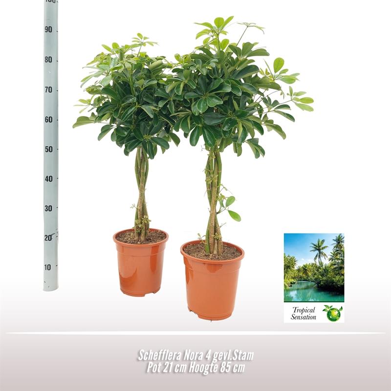 Schefflera Nora - Ø21 ↕85 bei Pflanzfix24