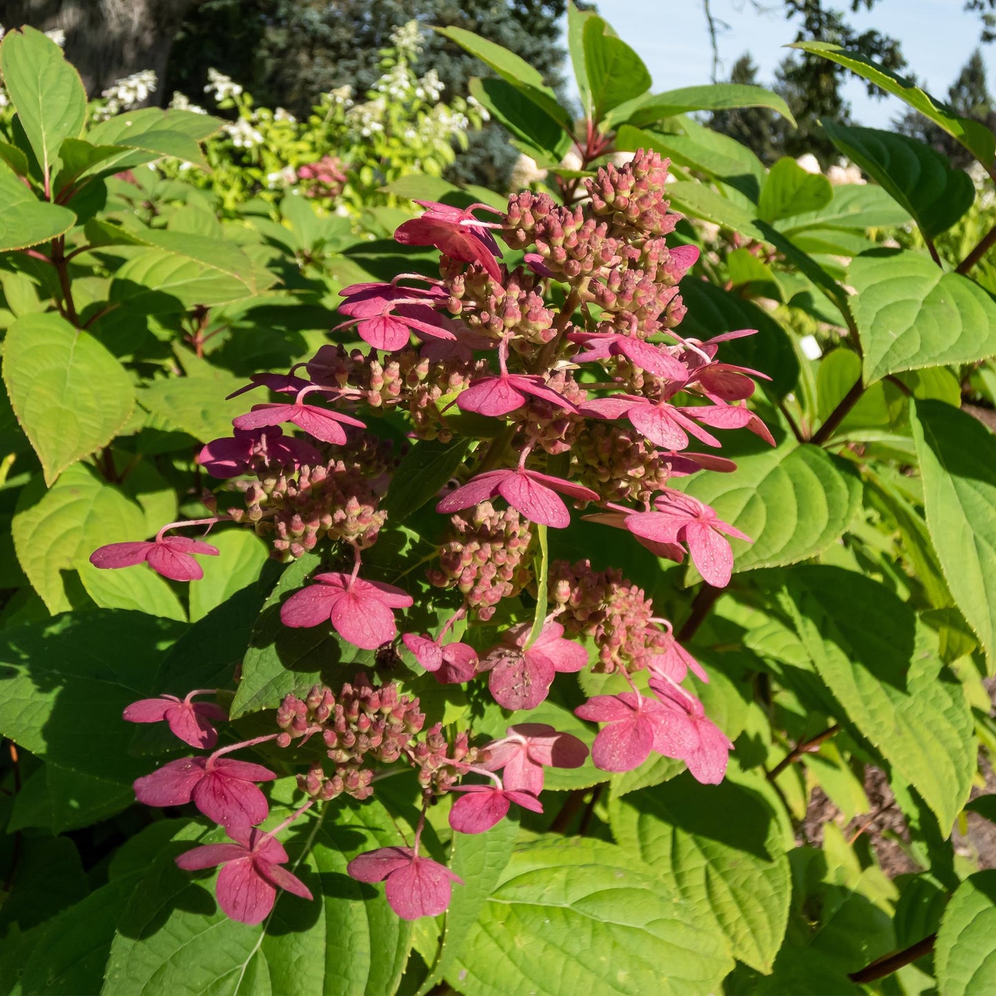 Pflanzfix24 - Rispenhortensie - Hydrangea panniculata Wims Red - 1 Pflanze - Laubabwerfend