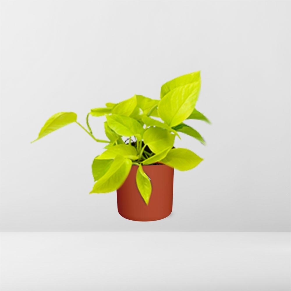 Epipremnum Pinnatum ‘Golden Pothos’ in ELHO b.for soft rond 14cm brique - Pflanzfix24