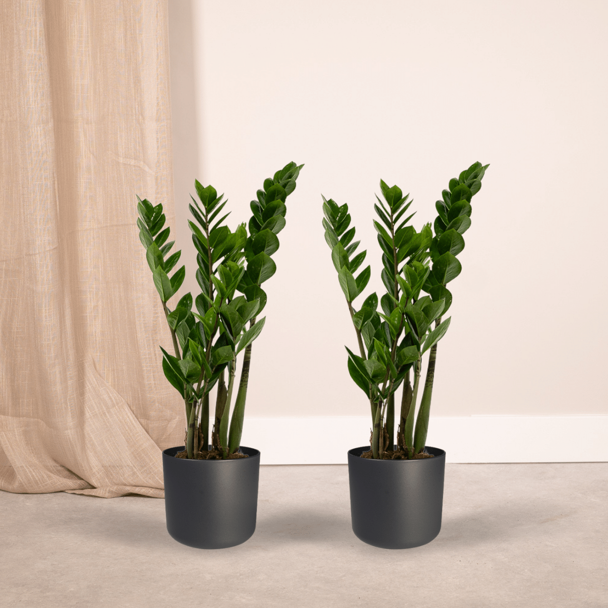 2x Zamioculcas Zamiifolia - Smaragdpalme - 50cm - ø14 bei Pflanzfix24.de - Pflanzfix24.de