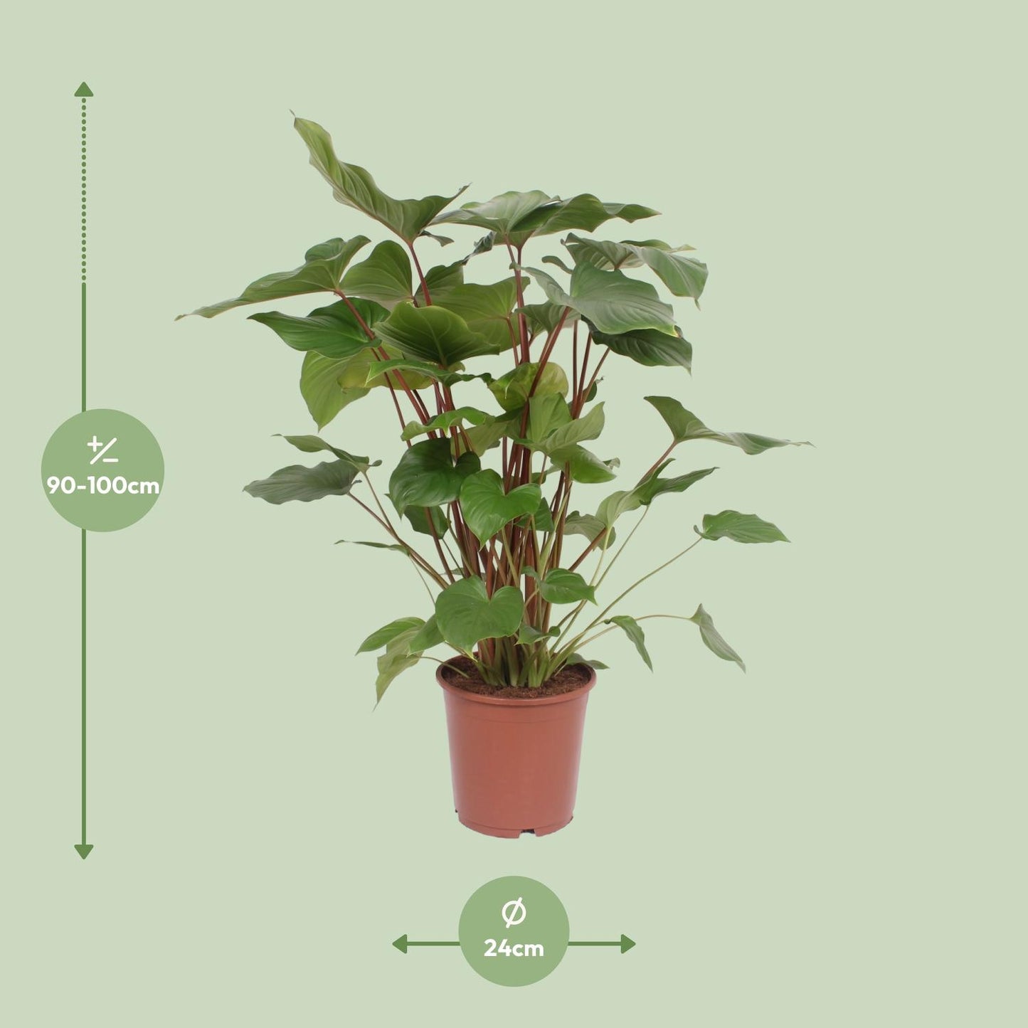 Homalomena Rubescens Maggy - Ø24cm - ↕90cm - Pflanzfix24.de - Pflanzfix24.de