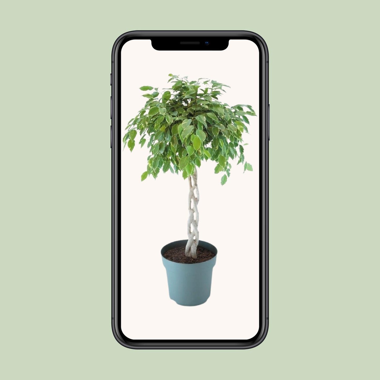 Ficus Safrana / Golden King Gevlochten - Ø27cm - ↕110cm bei Pflanzfix24