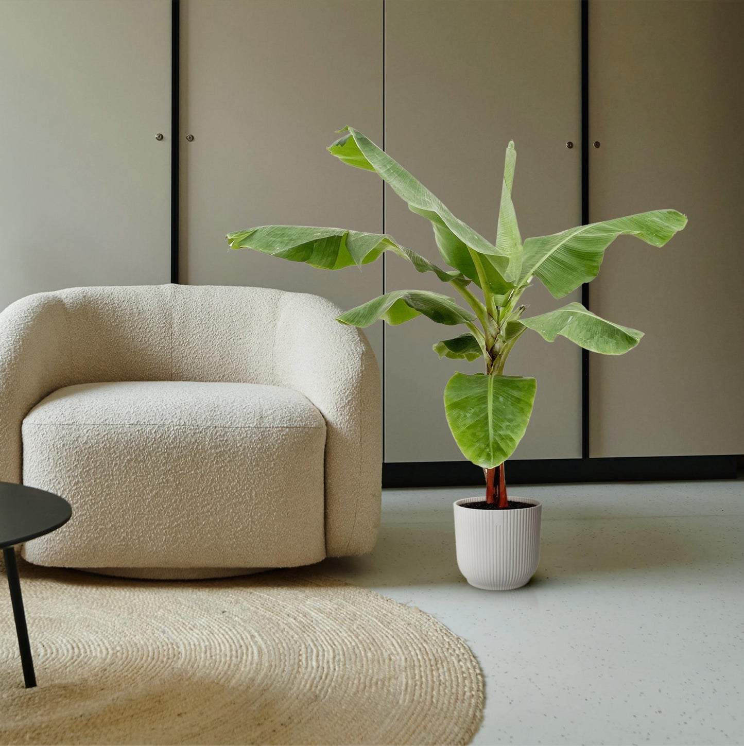 Bananenplant (Musa) - 170cm - Ø30 von Pflanzfix24.de - Pflanzfix24.de
