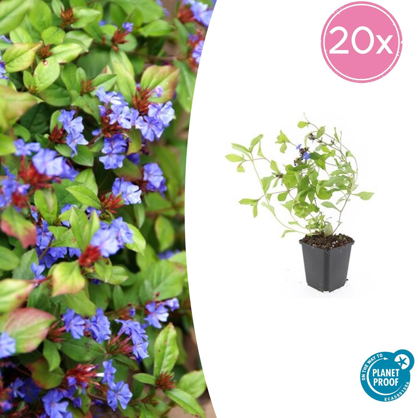 20x Ceratostigma plumbaginoides Bodendecker | Pflanzfix24.de - Pflanzfix24.de