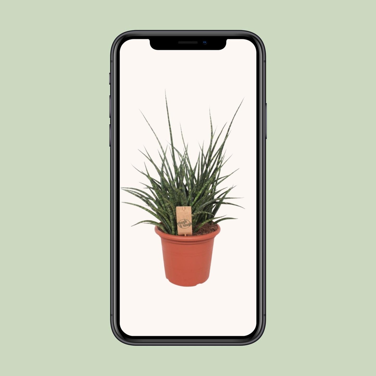Sansevieria Fernwood Punk - Ø25cm - ↕60cm - Pflanzfix24