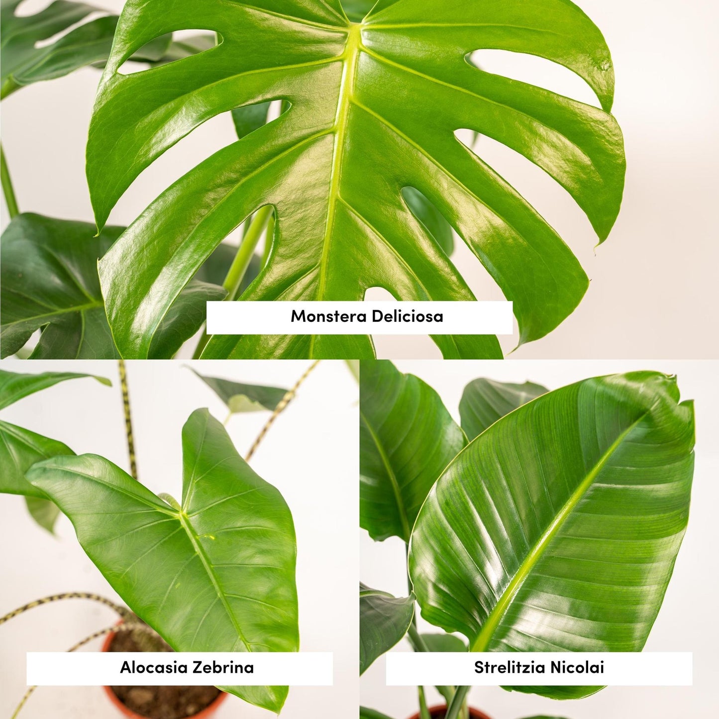 Zimmerpflanzen-Set Monstera, Alocasia & Strelitzia – Pflanzfix24.de - Pflanzfix24.de