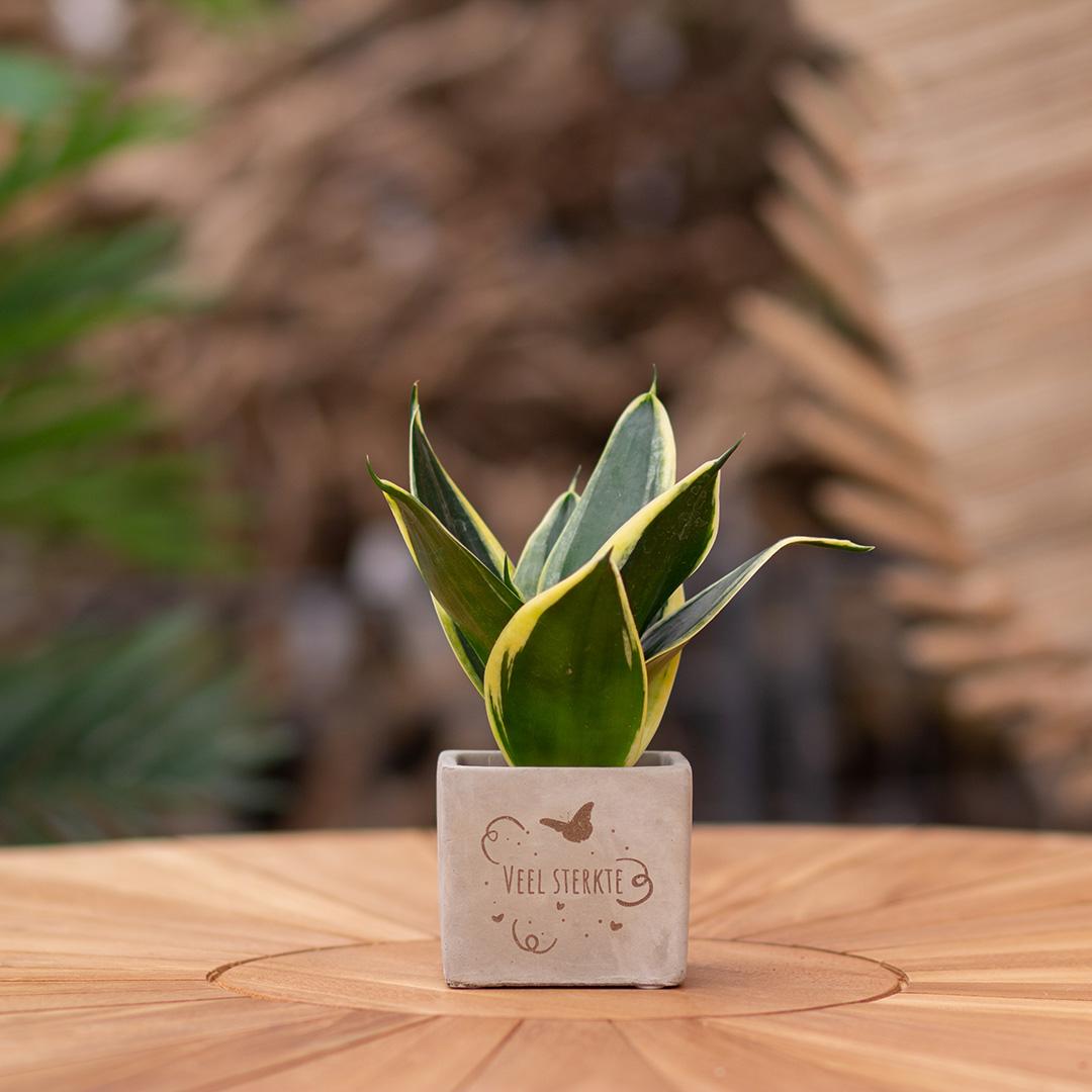 Congreet plantpots + Sansevieria | Veel sterkte - Pflanzfix24.de - Pflanzfix24.de