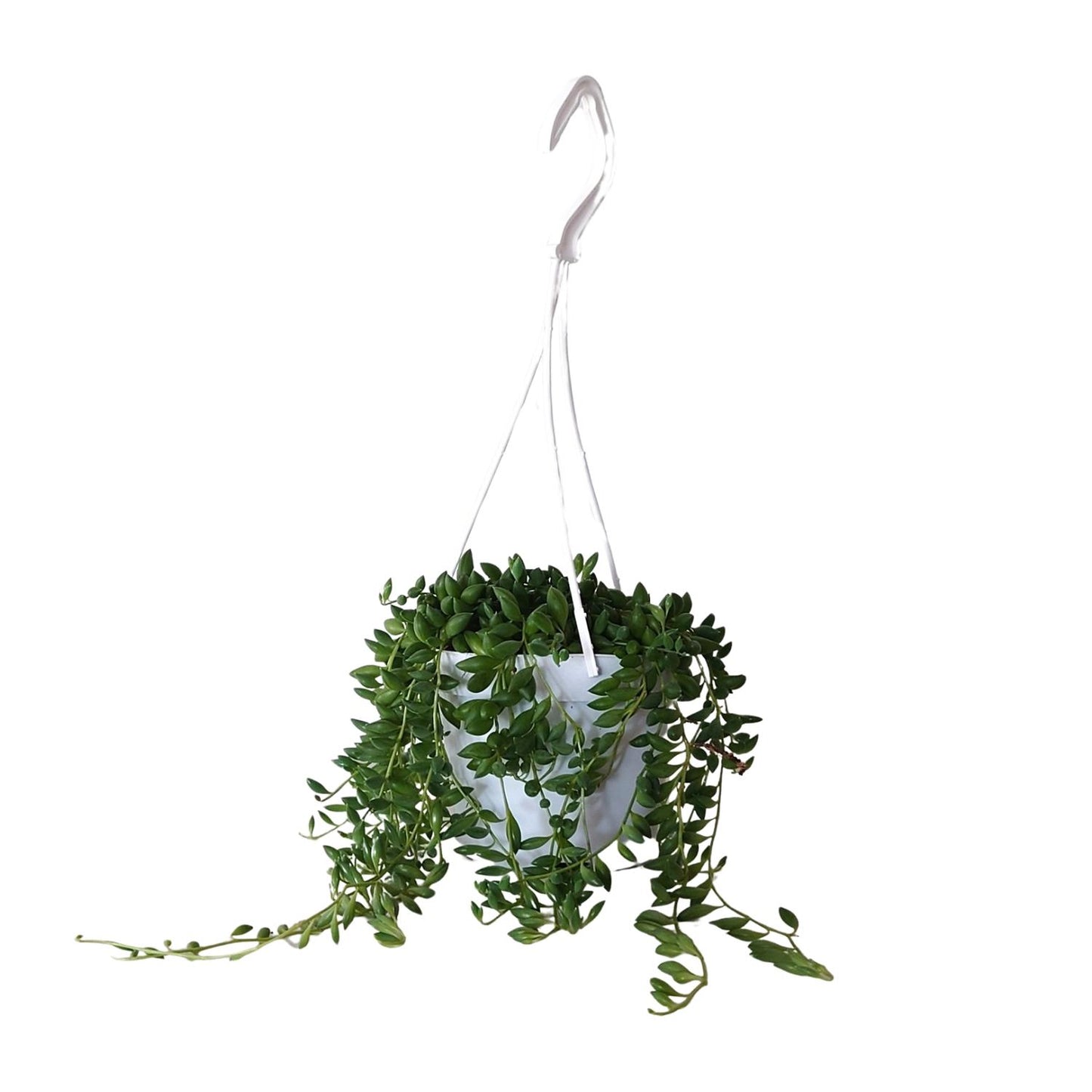 Senecio Herreianus - Ø11cm - ↕25cm bei Pflanzfix24
