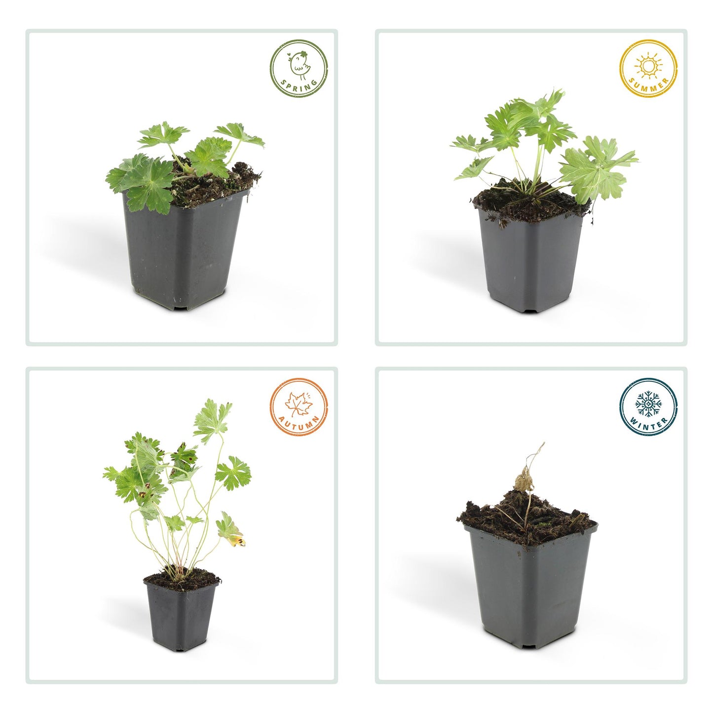 12x Geranium Rozanne – langblühender Bodendecker in Lila | Pflanzfix24.de - Pflanzfix24.de