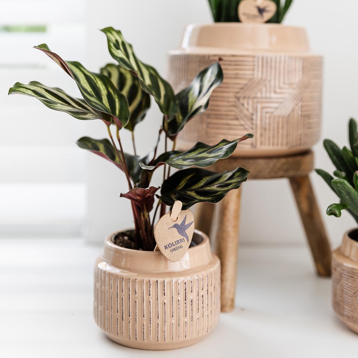 Calathea Makoyana Ø9 cm – Pflanzfix24.de - Pflanzfix24.de