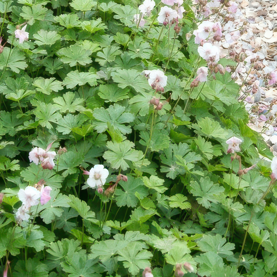 Geranium – 6 Jungpflanzen | Pflanzfix24.de - Pflanzfix24.de
