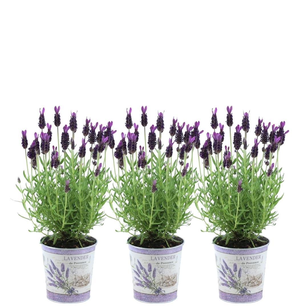 Lavandula stoechas Anouk® 3er-Set im Lavenderprint Dekotopf – Pflanzfix24.de - Pflanzfix24.de