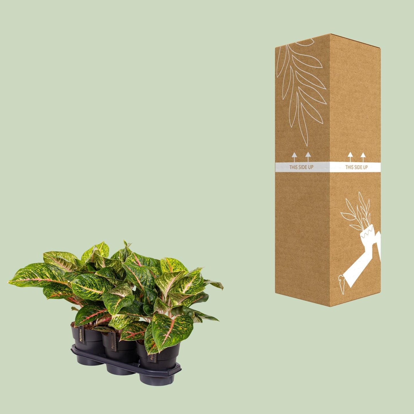 Aglaonema Spring Red - Ø19cm - pflanzfix24