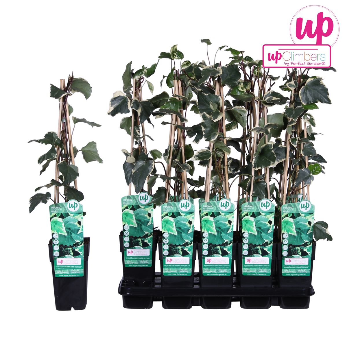 Hedera algeriensis 'Gloire de Maren' - Pflanzfix24.de - Pflanzfix24.de