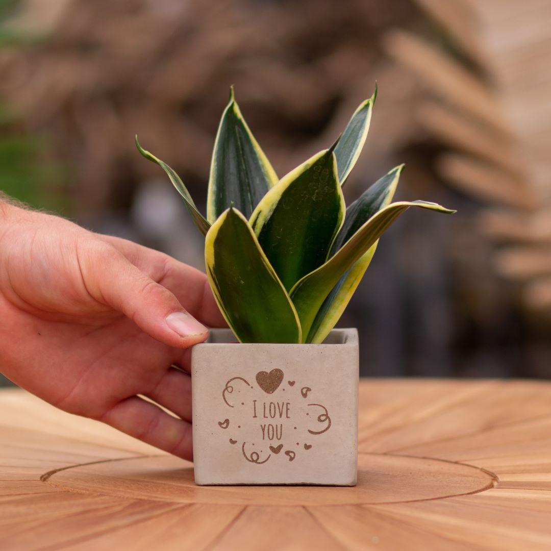 Congreet plantpots + Sansevieria | I love you - Pflanzfix24.de - Pflanzfix24.de